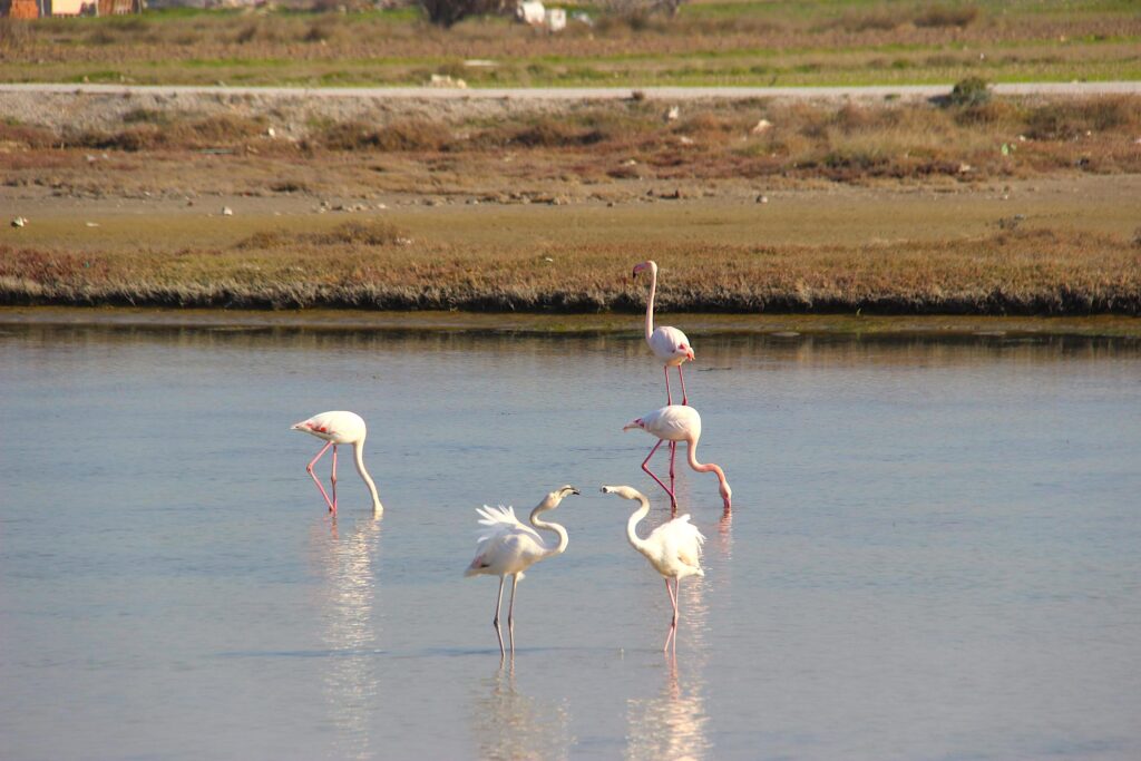 Flamingos on Alaçatı Wetlands
